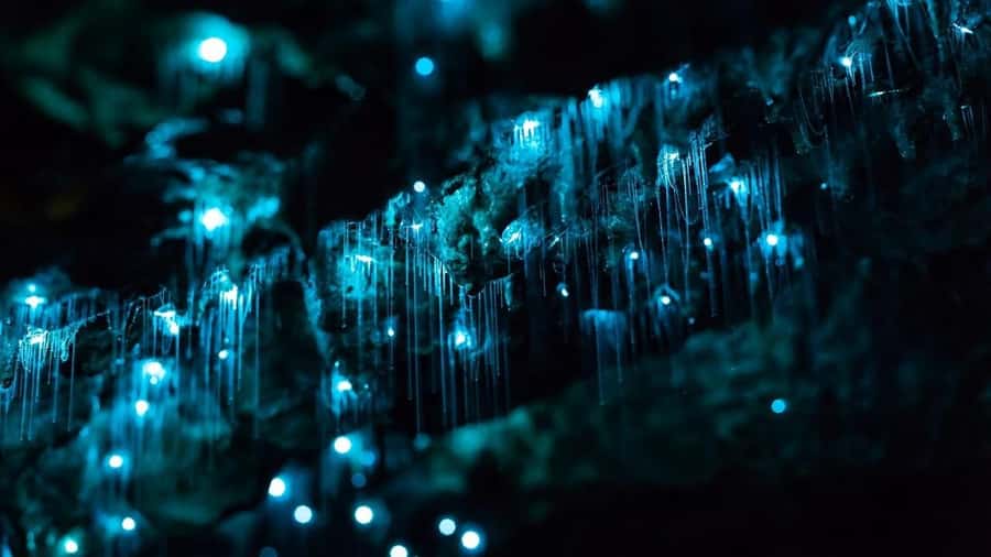 Byron Bay: Glowworms, Waterfalls & Rainforest Experience - Why the glowworms are worth the evening trip