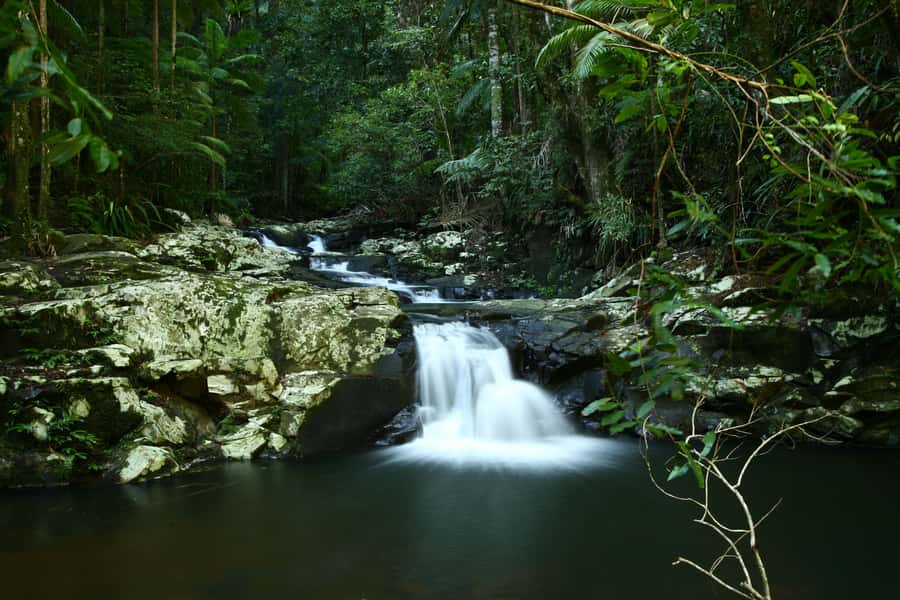 Byron Bay: Glowworms, Waterfalls & Rainforest Experience - Nightcap National Park brings the strongest nature lesson
