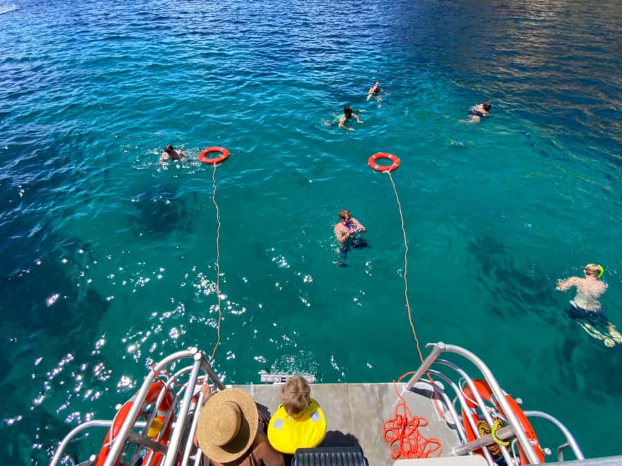 Cathedral Cove Coast and Cave Tour - Snorkeling with snapper in the marine reserve