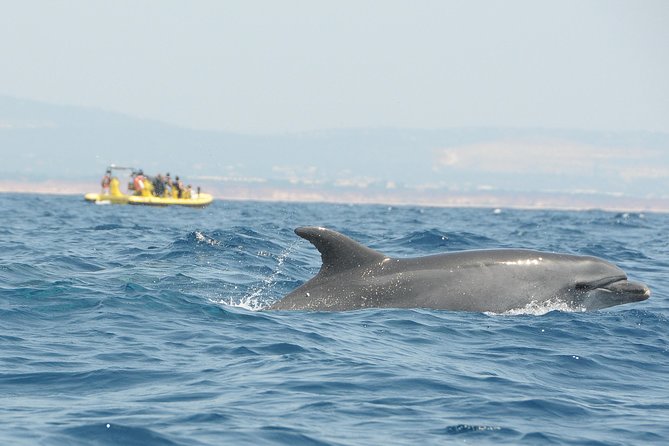 Caves and Dolphin Watching Cruise from Albufeira - Guides, Commentary, and the Onboard App