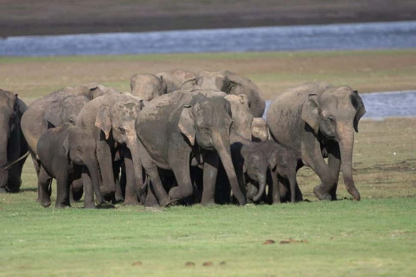 Colombo: Sigiriya, Dambulla Caves, & Wildlife Day Tour - Safari through three national parks