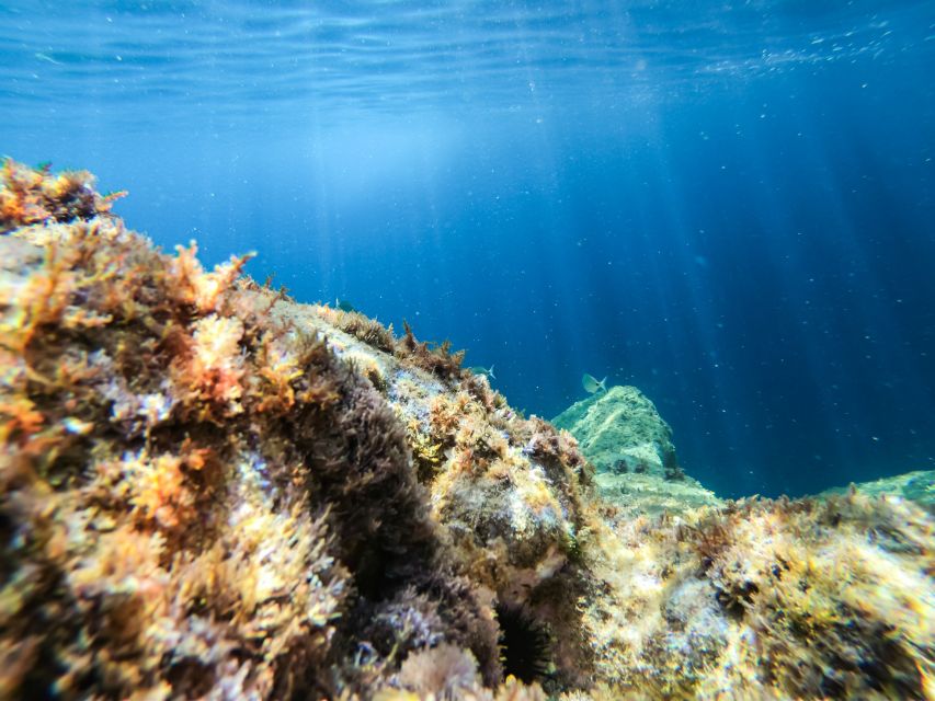 Costa Brava: Sea Caves Kayaking and Snorkeling Tour - What the $40 price really buys you