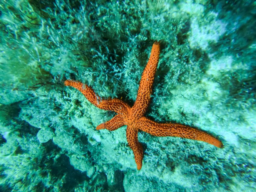 Costa Brava: Sea Caves Kayaking and Snorkeling Tour - Who should book this Costa Brava outing?