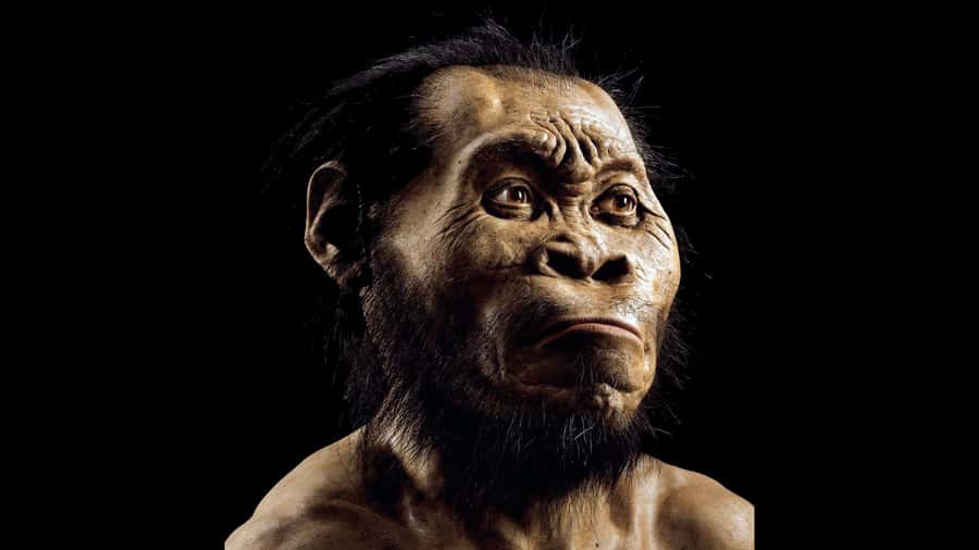 Cradle of Humankind and Sterkfontein Caves Half-Day Tour - What this Cradle of Humankind tour is really about