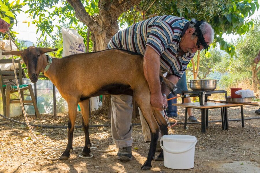 Crete: Lasithi Plateau and Cave of Zeus Off-Road Safari Tour - Potamies farm: a useful start in rural Crete