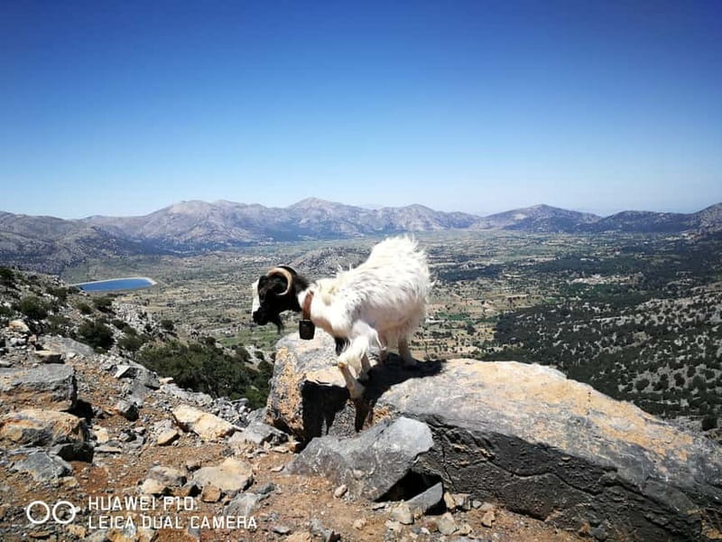 Crete: Zeus Cave, Lassithi Plateau, and Olive Factory Tour - The day’s practical drawbacks