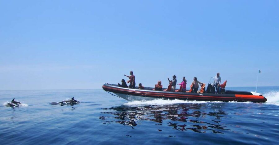 Dolphin Safari and Cave Tour in Vilamoura - Searching for dolphins in open water