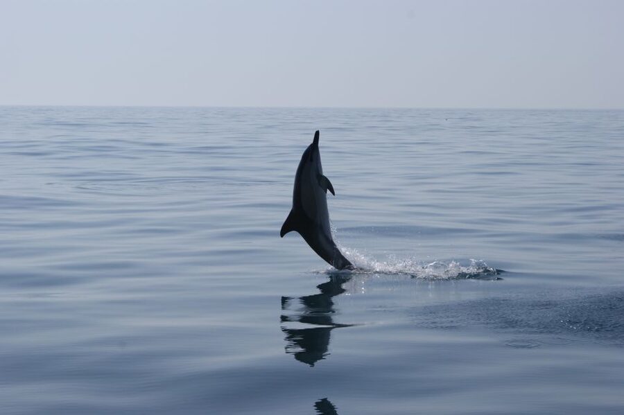 Dolphin Safari and Cave Tour in Vilamoura - Caves, rock formations, and the Algarve coast