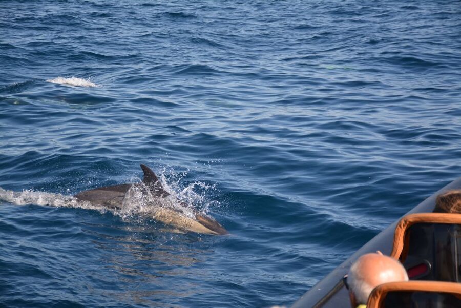 Dolphin Safari and Cave Tour in Vilamoura - Timing problems and small practical cautions