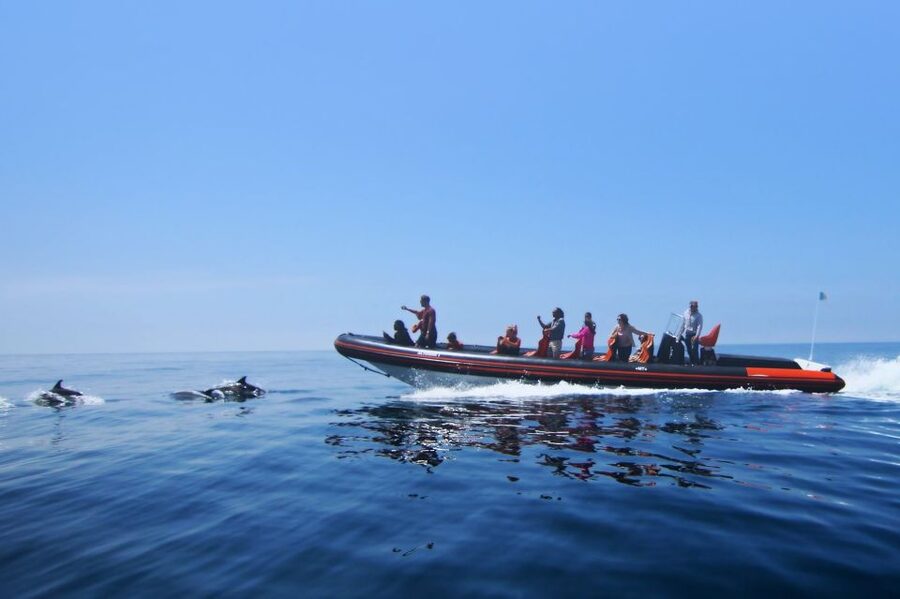 Dolphin Safari and Cave Tour in Vilamoura - The ride is part of the attraction