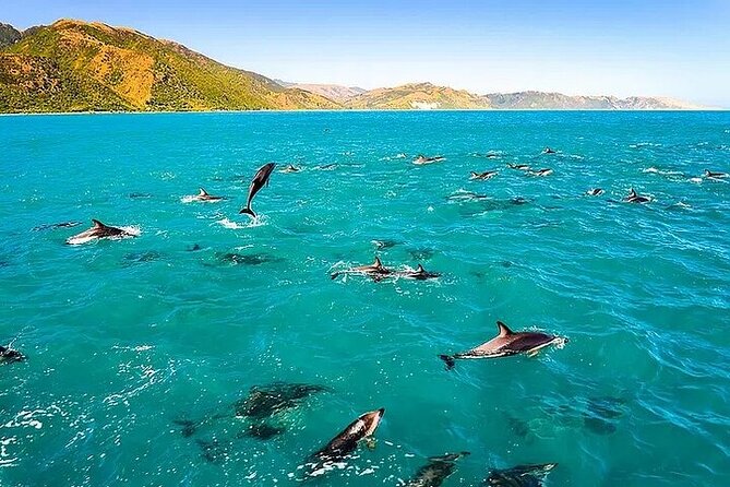 Dolphin, Sea Cave & Captain Cook Snorkel Combo in Kealakekua Bay - Why this Kona snorkel trip feels different