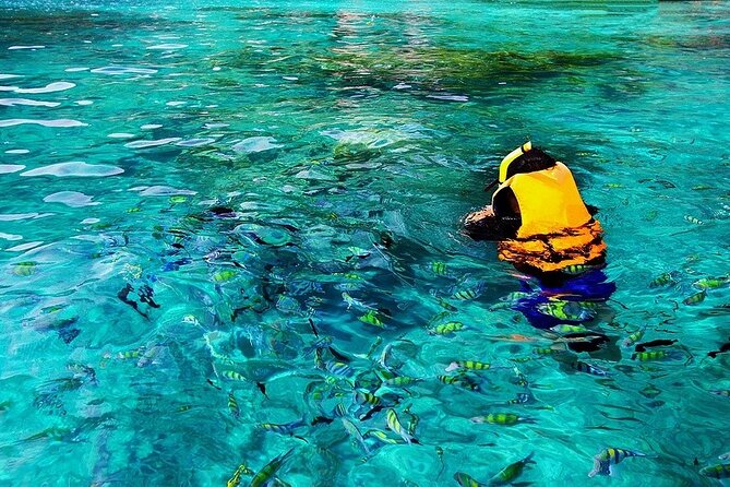 Dolphin, Sea Cave & Captain Cook Snorkel Combo in Kealakekua Bay - Dolphins and whales: exciting, but never guaranteed