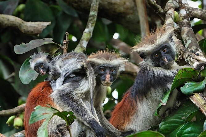 Dolphin tour, Jozani Forest, Jambiani Kuza Cave, Paje Beach &The Rock restaurent - One long day across Zanzibar