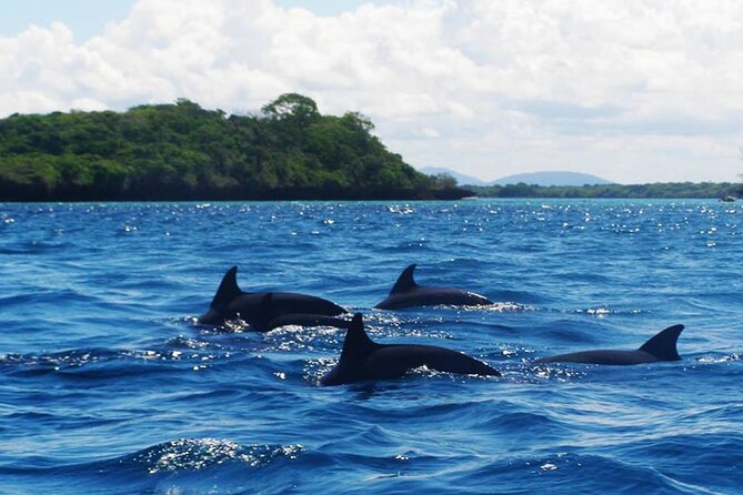 Dolphin tour, Jozani Forest, Jambiani Kuza Cave, Paje Beach &The Rock restaurent - Walking beneath Jozani’s forest canopy