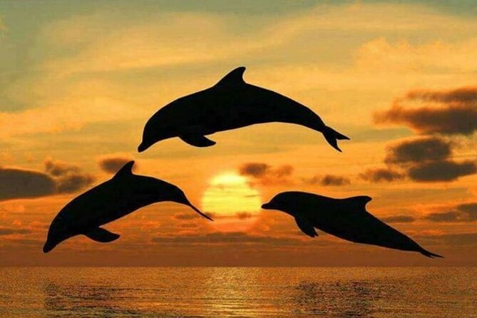 Dolphin tour, Jozani Forest, Jambiani Kuza Cave, Paje Beach &The Rock restaurent - Guides, drivers, and the private format