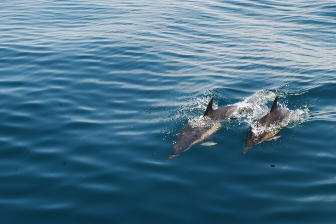 Dolphin Watching and Caves Cruise - Benagil Cave and the Limits of the Sea