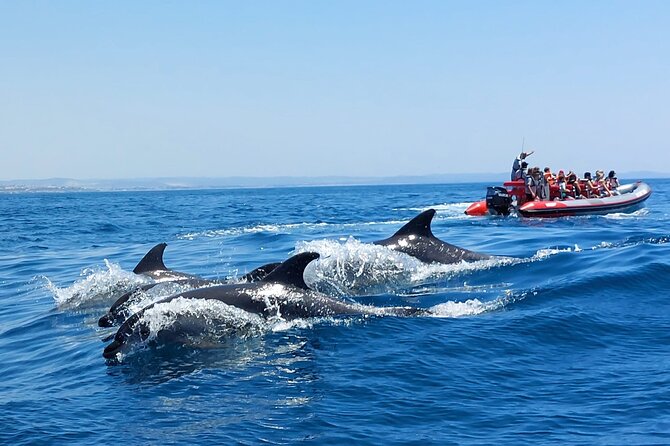 Dolphins Search and Benagil Caves from Albufeira - The dolphin search: exciting, but never guaranteed
