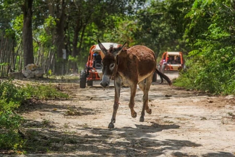 Flintstones Buggy, Cave and Adventure in Bavaro - Starting at the Ranch in Bavaro