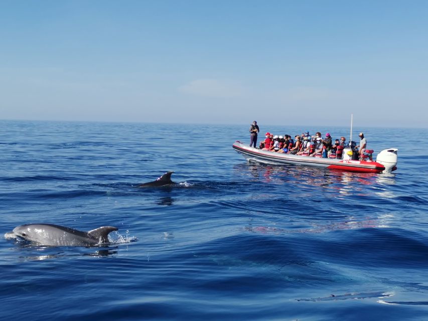 From Albufeira: Benagil Caves and Dolphins Guided Boat Tour - The 2.5-hour route from Albufeira Marina