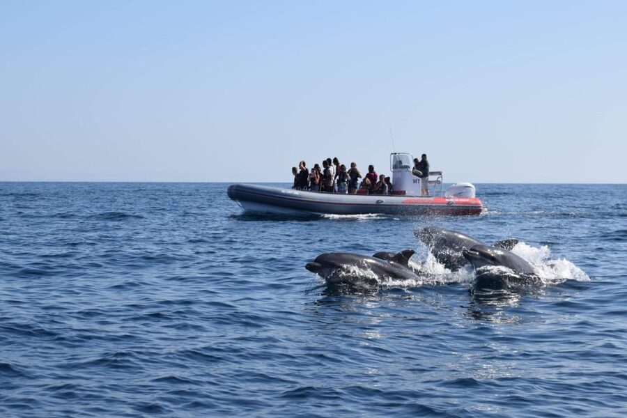 From Albufeira: Benagil Caves and Dolphins Guided Boat Tour - Swimming off the Algarve coast