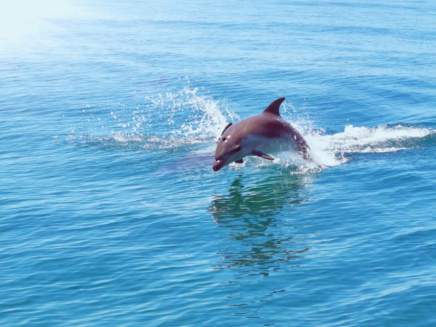 From Albufeira: Benagil Caves and Dolphins Guided Boat Tour - A fast ride with some spray