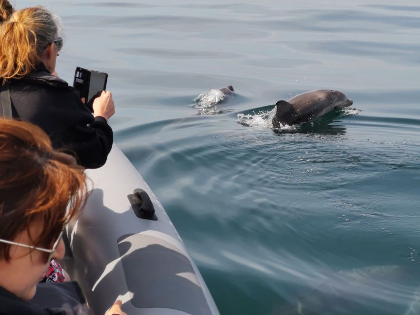 From Albufeira: Benagil Caves and Dolphins Guided Boat Tour - What the $35 price really covers