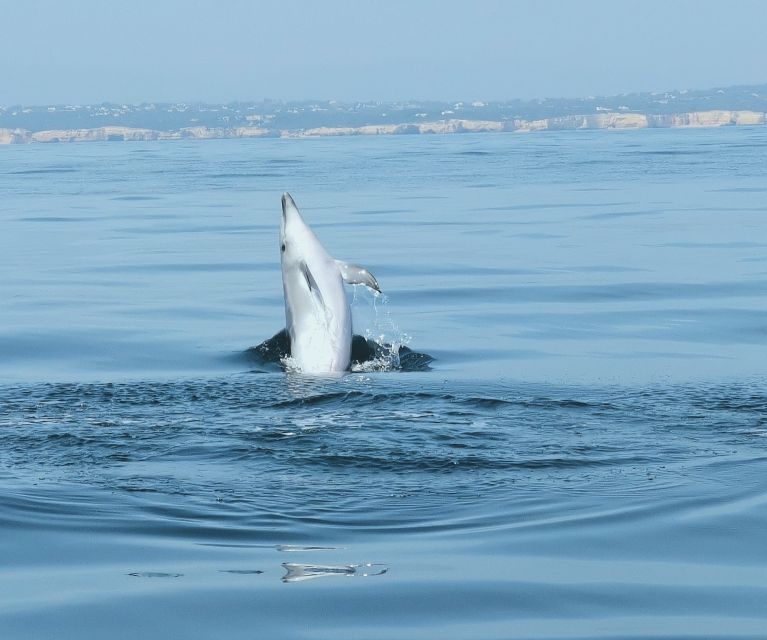 From Albufeira: Benagil Caves and Dolphins Guided Boat Tour - Should you book it?