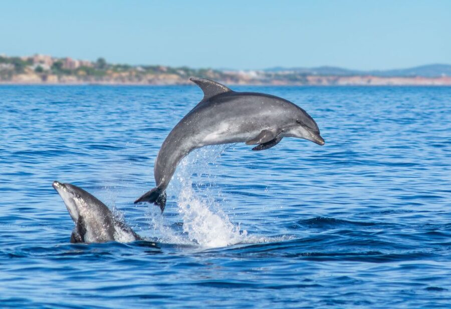 From Albufeira: Dolphins and Caves 2.5-Hour Boat Trip - Should you book the Albufeira dolphin and caves trip?