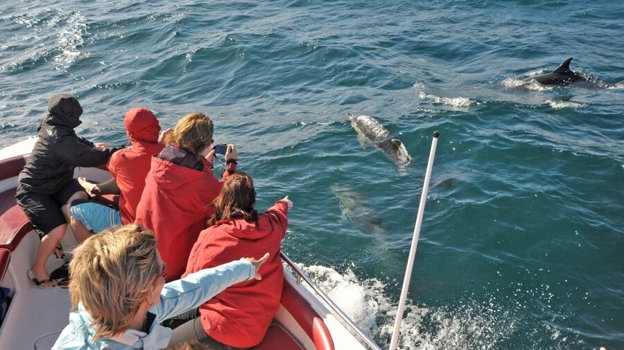 From Albufeira: Dolphins and Caves 2.5-Hour Boat Trip - From Albufeira Marina to the open Atlantic