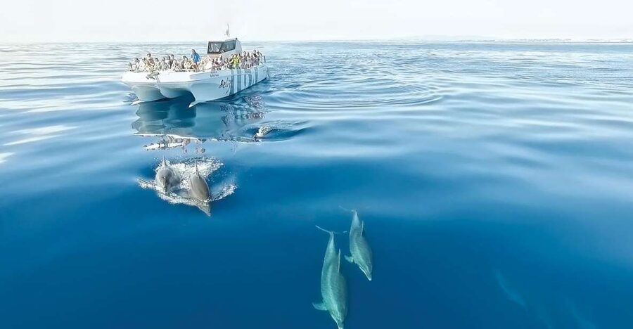 From Albufeira: Dolphins and Caves 2.5-Hour Boat Trip - Seeing the Algarve caves from sea level