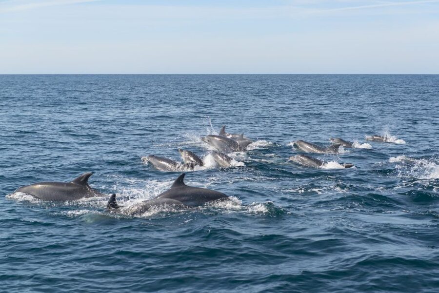 From Albufeira: Dolphins and Caves 2.5-Hour Boat Trip - Speed, spray, and the right seat