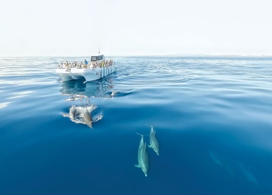 From Albufeira: Dolphins and Caves 2.5-Hour Boat Trip - Searching for dolphins in their natural setting