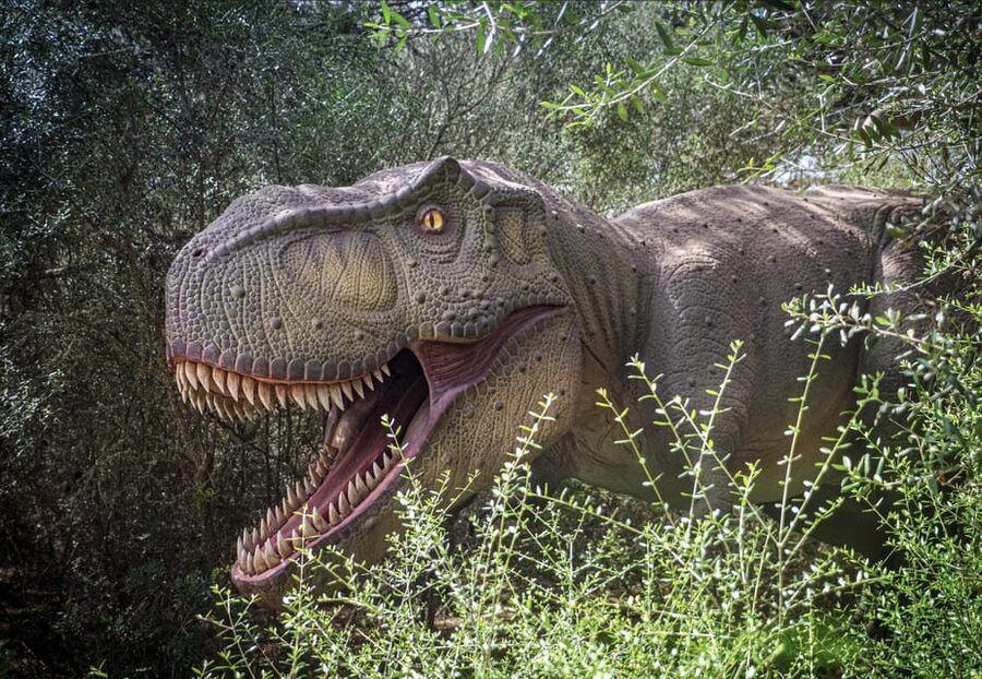 From Alcúdia: Dinosaurland and Hams' Caves Half-Day Trip - Key points at a glance