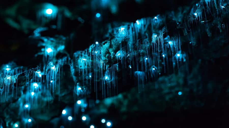 From Auckland: Day Trip to Waitomo Glow Worm Caves - Auckland to Waitomo by Mercedes van