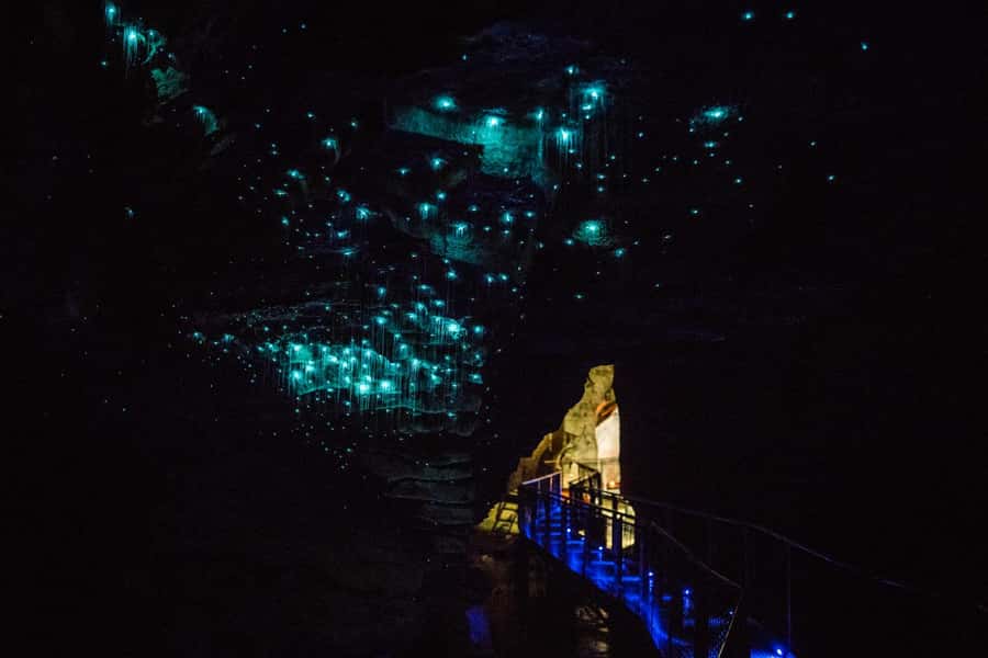 From Auckland: Day Trip to Waitomo Glow Worm Caves - Is $166 good value?