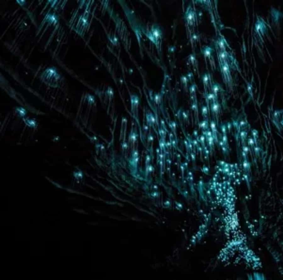 From Auckland: Day Trip to Waitomo Glow Worm Caves - Who will enjoy this day most?