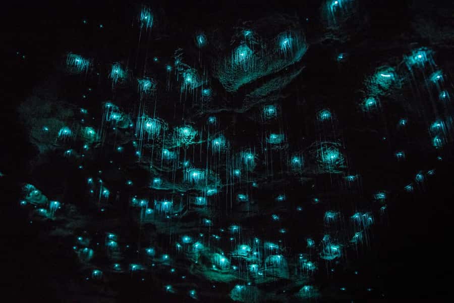 From Auckland: Day Trip to Waitomo Glow Worm Caves - FAQ