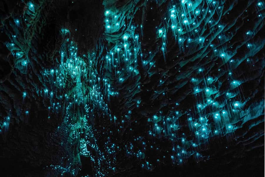From Auckland: Hobbiton & Waitomo Caves Day Trip with Lunch - Should you book it?