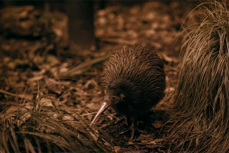 From Auckland: Waitomo Caves and Kiwi House Group Tour - What happens inside the glowworm caves