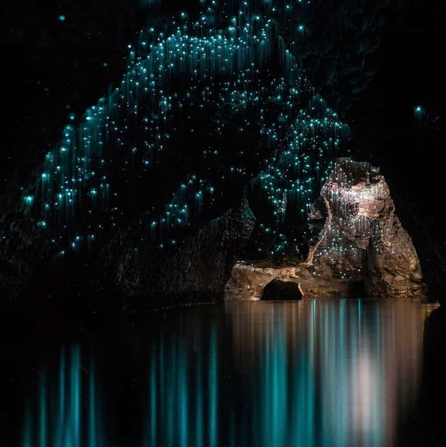 From Auckland: Waitomo Caves and Kiwi House Group Tour - Meeting kiwi and tuatara at Otorohanga Kiwi House