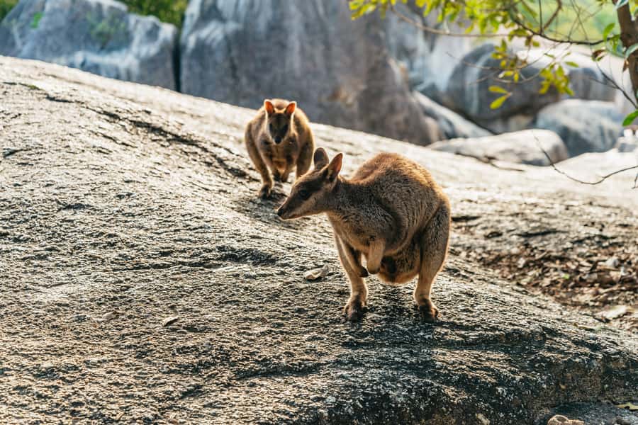 From Cairns: Chillagoe Caves and Outback Full-Day Tour - Why this Outback trip feels so different from Cairns