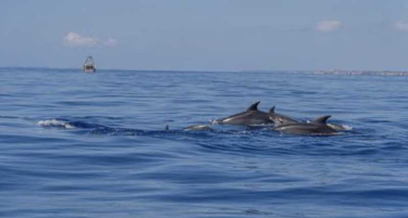 From Can Picafort: Dolphin Watching and Cave Boat Trip - The sunrise departure is worth the early alarm
