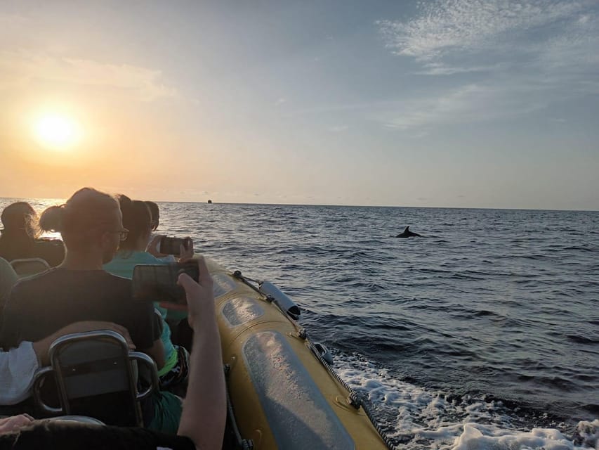 From Can Picafort: Dolphin Watching and Cave Boat Trip - Swimming near Es Coll Baix