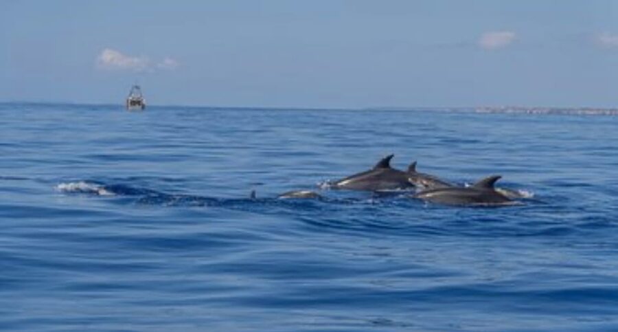 From Can Picafort: Dolphin Watching and Cave Boat Trip - Price, comfort, and what is included