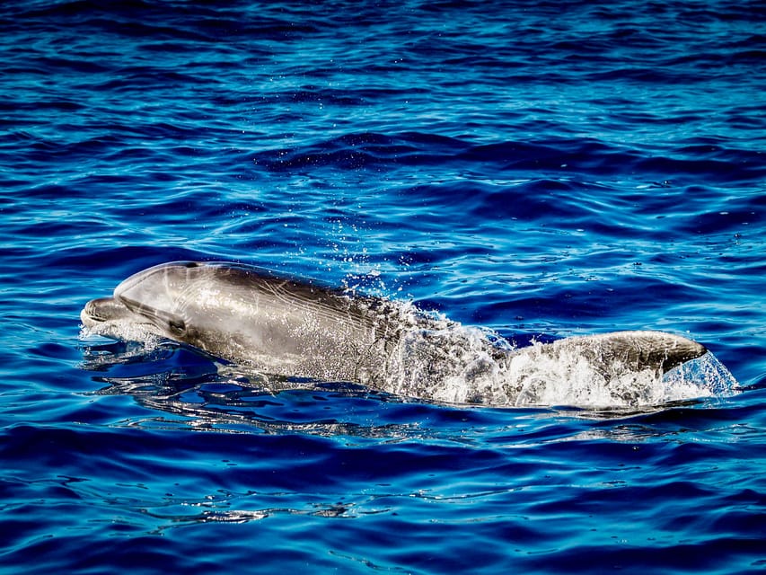 From Can Picafort: Dolphin Watching and Cave Boat Trip - Who should book this boat trip?