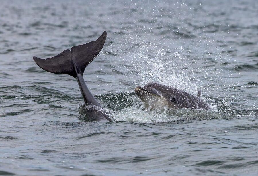 From Can Picafort: Dolphin Watching and Cave Boat Trip - Should you book the Can Picafort dolphin cruise?