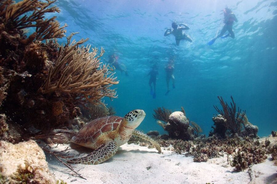 From Cancun: Tulum and Akumal Cenote and Turtle Swim Tour - Guides, group feel, and language
