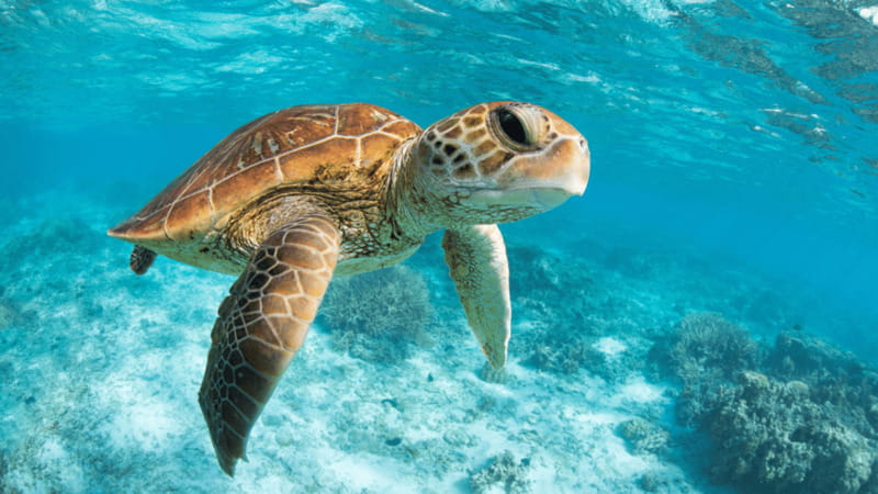 From Cancun: Tulum, Cenote and Turtle Swim Tour at Akumal - What the $96 price really covers