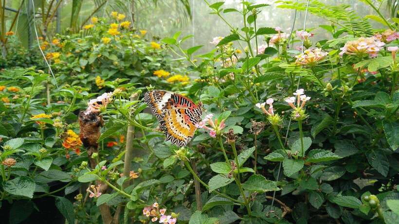 From Chiang Mai: Chiang Dao Cave & 5 Hill Tribe Villages - Booking details and cancellation flexibility