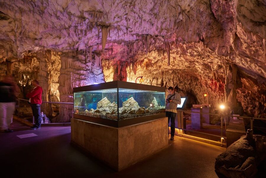 From Ljubljana: Lake Bled & Postojna Cave with Entry Tickets - Key points at a glance